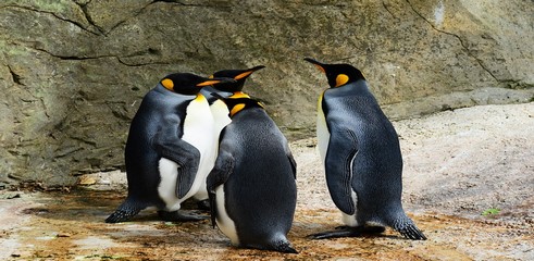 Google Penguin 4.0 : des changements désormais visibles